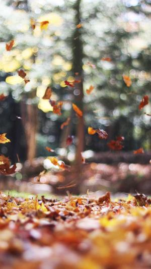 seo站长工具查询截图4