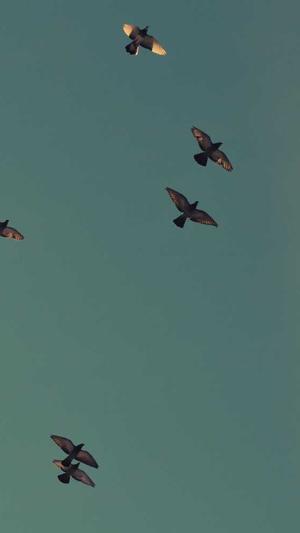 seo排名工具快速提高截图2