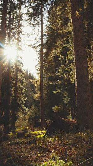 蜘蛛池建模截图3