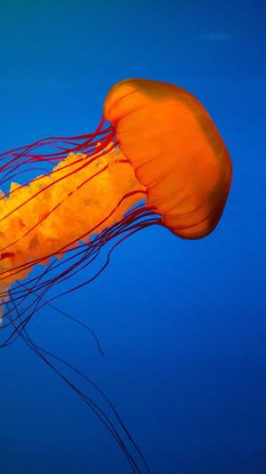 抖音seo关键词指数工具截图4