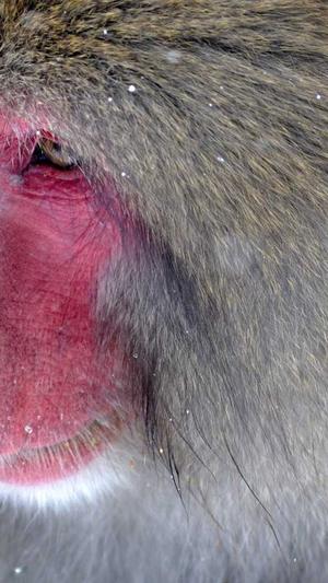 网站seo推广工具 sit截图1