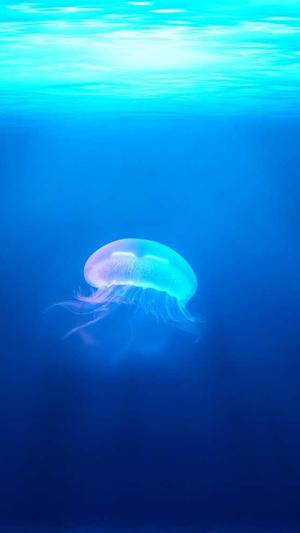 泛目录模式截图4